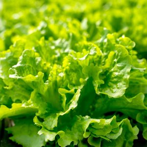 Insalata gentilina