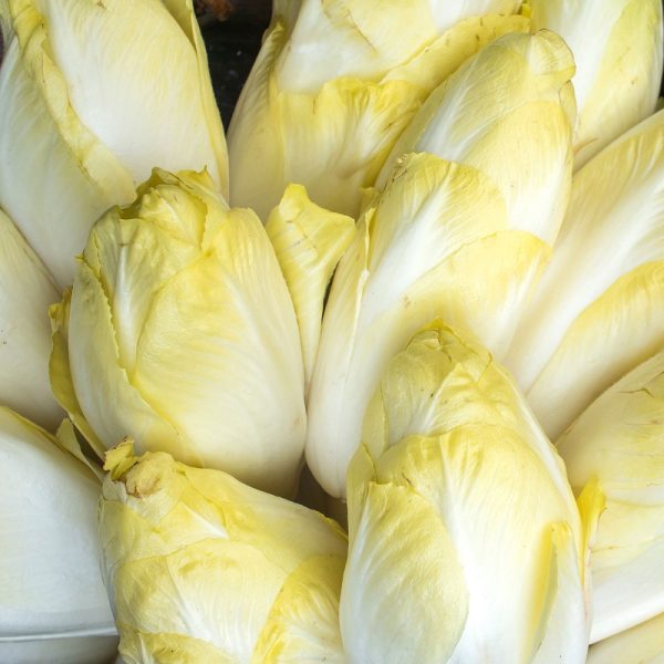 Indivia Belga pacchetti
