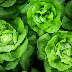 Insalata lattuga