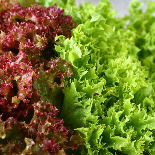 Insalata lollo