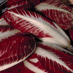 Radicchio trevisano
