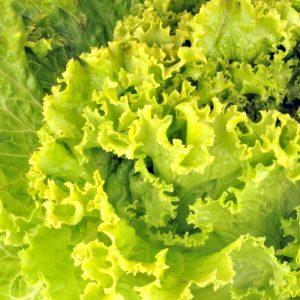 Insalata scarola