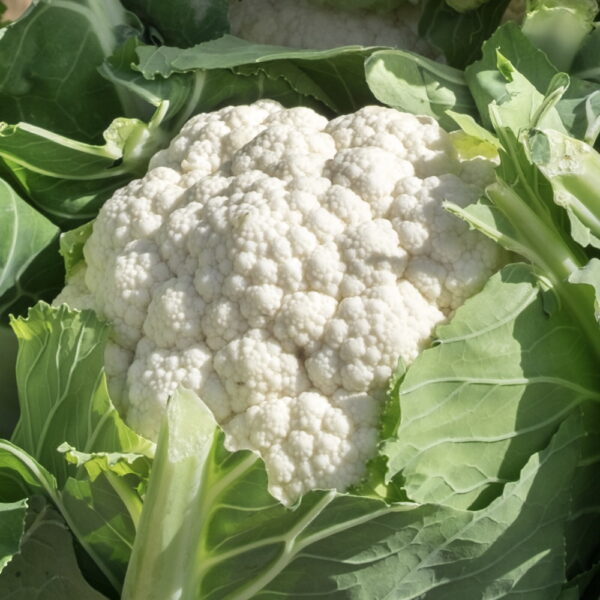 Cavolfiore