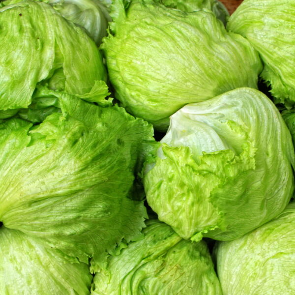 Insalata iceberg