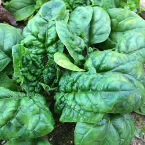 Spinaci