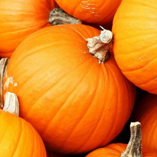 Zucca gialla